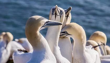 开云中国：云端之道，赋能未来