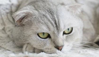 开云登录线上-从轮滑到速度滑冰 32岁的郭丹把不可能变成可能